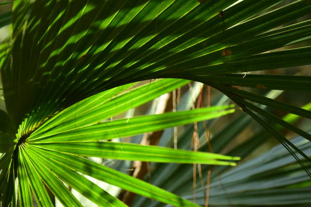 istock Partly backlit Sabal Palm frond with curved shadows 1220124891