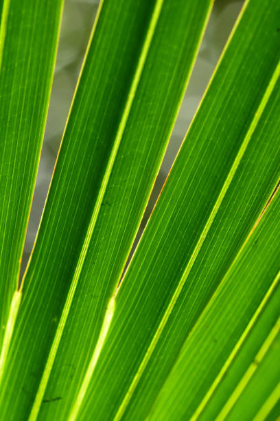 Backlit Saw Palmetto frond macro with fingers separating