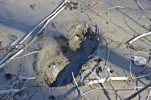 Footprint deep in damp mud, Finland
