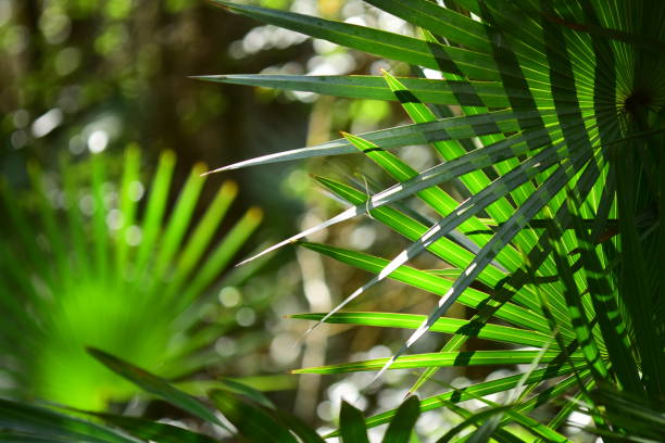 istock Backlit Saw Palmetto fronds and shadows with focus at right 1220125285