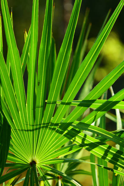 istock Backlit Saw Palmetto frond fanning out with another's shadow cast upon it 1220125412
