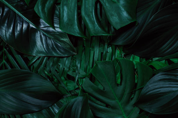 istock green leaves for background and wallpaper 1220126416