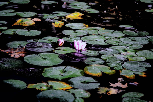 istock some pink flower and lily pads floating in pond water 1220126646