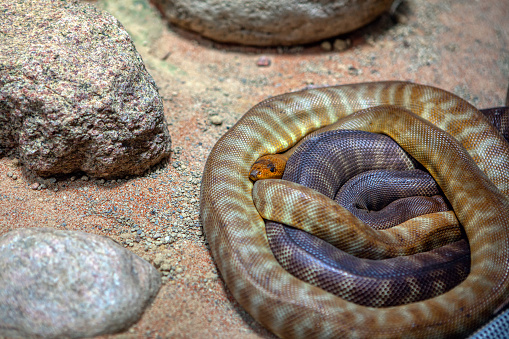 coiled snake Woma python between stones