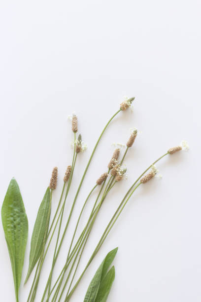 piantaggine ribwort in fiore, piantaggine a foglia stretta plantago lanceolata, erba ribleaf isolata su sfondo bianco. ribwort plantain è un rimedio naturale alle erbe per problemi di tosse e vie respiratorie. - perennial leaf fruit tropical fruit foto e immagini stock