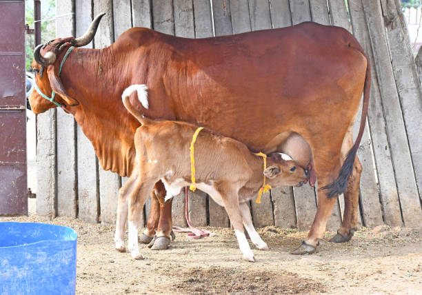 istock Cow feeding milk to newborn Calf 1220128731