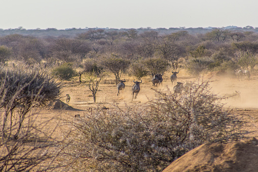 A herd of wildebeest being chased by wilddogs in Erindi Game Reserve, Namibia