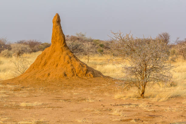 istock Termite mounds in Namibia are taller than some trees. Erindi Game Reserve. 1220129919