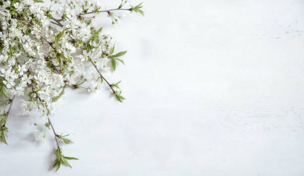 istock wooden light background with beautiful spring blooms. 1220130299