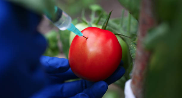 persona con guantes de protección - tomato genetic modification biotechnology green fotografías e imágenes de stock