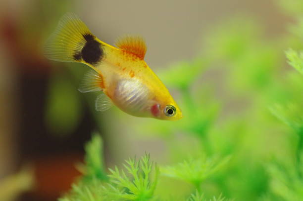 istock Female platyfish, tropical fish, Aquarium 1220130420