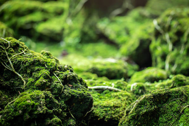 istock Beautiful green moss on the floor at the mangrove forest 1220130920