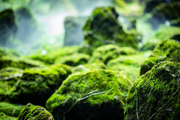 istock Beautiful green moss on the floor at the mangrove forest 1220131035