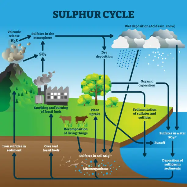 Vector illustration of Sulphur cycle vector illustration. Labeled geological earth elements scheme