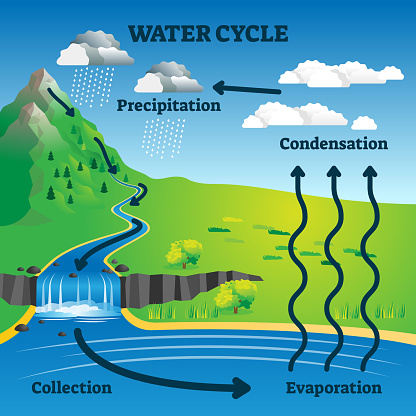 Water cycle vector illustration. Labeled earth hydrologic process explanation diagram. Environmental circulation scheme with rain precipitation, cloud condensation, evaporation and runoff collection.