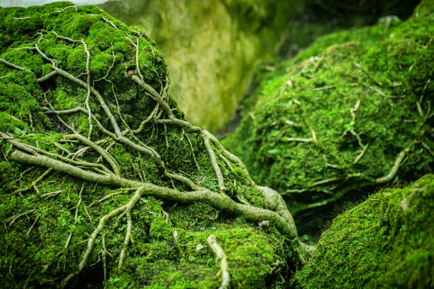 hermoso musgo verde en el suelo en el bosque de manglares - tropical rainforest thailand root waterfall fotografías e imágenes de stock