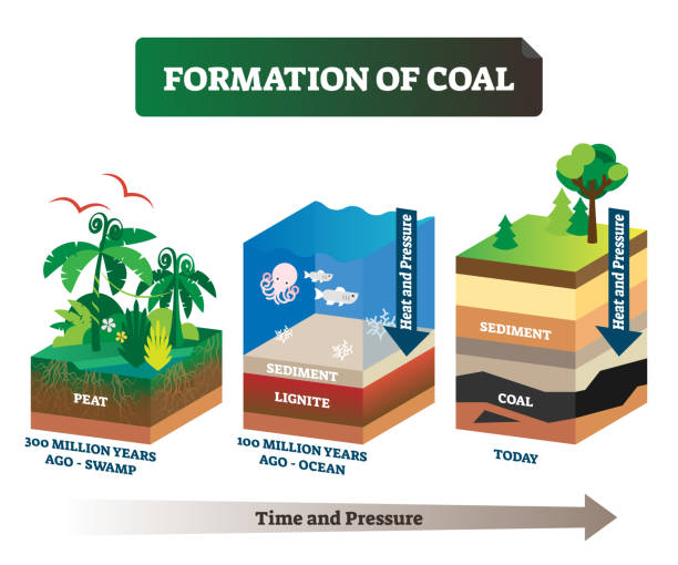 Formation of coal vector illustration. Labeled educational rock birth scheme Formation of coal vector illustration. Labeled educational rock birth scheme. Carbon stone diagram from geological time and pressure aspect. Swamp and ocean structural process explanation infographic. Peat stock illustrations