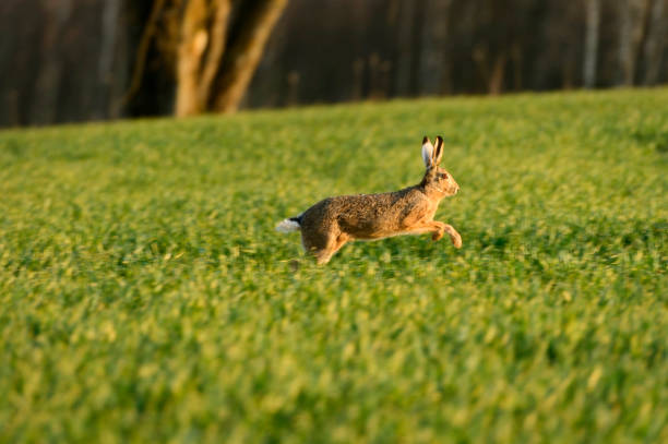 European hares (Lepus europaeus) jumping and running on a field.