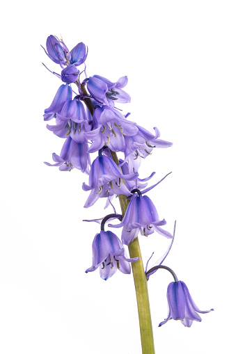 Hyacinthoides non-scripta 'Bluebell' isolated on white