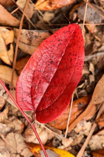 istock Vertical shot of red Smilax leaf on leaf litter 1220134624