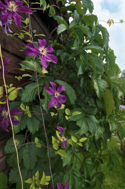 istock Purple flower clematis in nature 1220136181