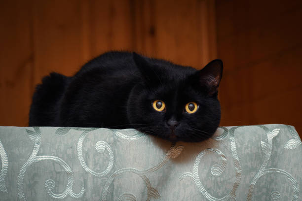 black cat on table in room of country house