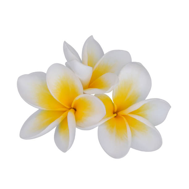 istock Plumeria isolated on white background close-up. 1220136925