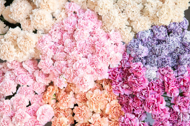 floral carpet or wallpaper. background of mix of flowers. beautiful flower for catalog or online store. floral shop and delivery concept. top view. copy space - flower head bouquet built structure carnation imagens e fotografias de stock