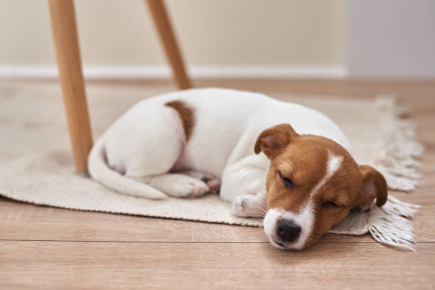 istock Sleeping jack russel terrier puppy dog on the floor, closeup 1220139021