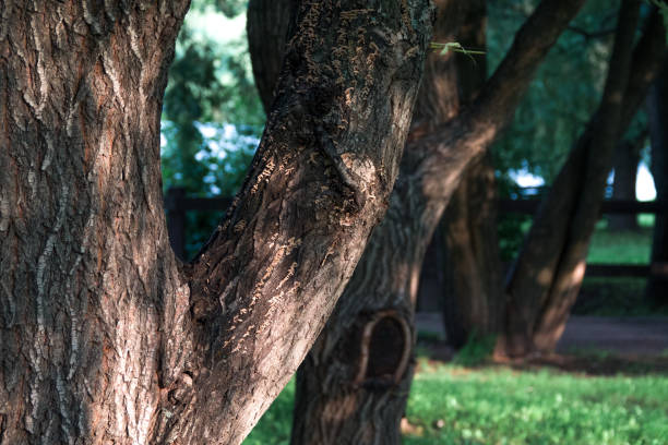 istock tree trunk, Green lawn in city park under sunny light 1220139225