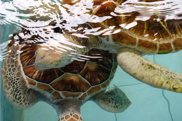 istock Close up. Sea turtles mating in the pond. 1220139498
