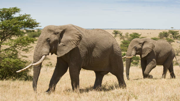 istock African Elephants on the Masai Mara, Kenya, Africa 1220140107