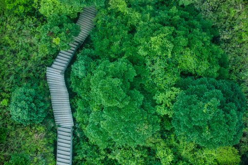 drone view directly above of a forest with wooden footpath