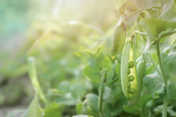 Close up of a snow pea plant growing on a trellis