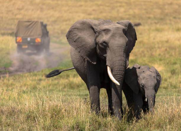safari safari safari avec les éléphants, masai mara réserve au kenya, afrique - en ivoire photos et images de collection