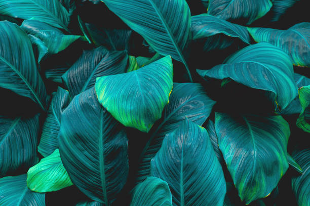 istock leaves of Spathiphyllum cannifolium background 1220143421