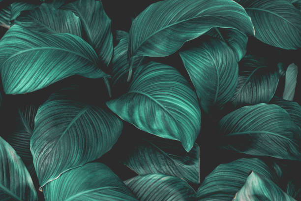 istock leaves of Spathiphyllum cannifolium background 1220143458