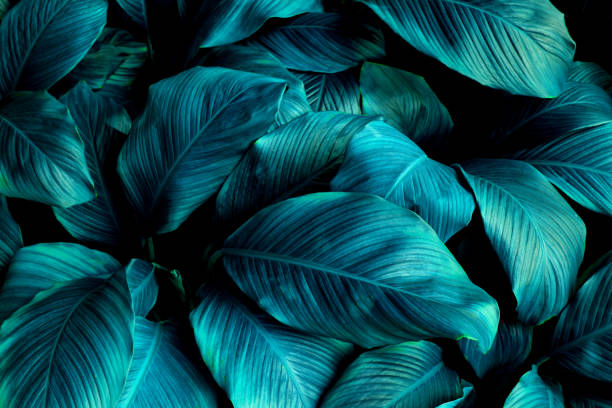 istock leaves of Spathiphyllum cannifolium background 1220143463