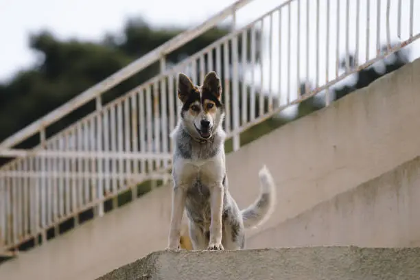 Close up picture of guard dog standing on the roof of a house background, Watchdog concept
