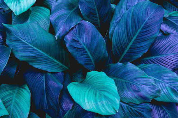 istock leaves of Spathiphyllum cannifolium background 1220143509