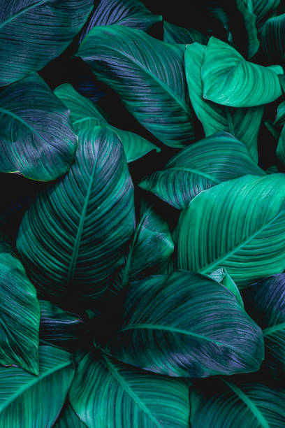 istock leaves of Spathiphyllum cannifolium background 1220143568