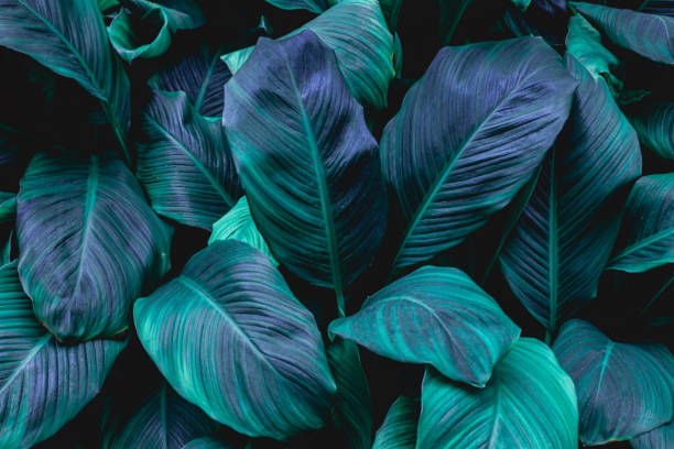istock leaves of Spathiphyllum cannifolium background 1220143576