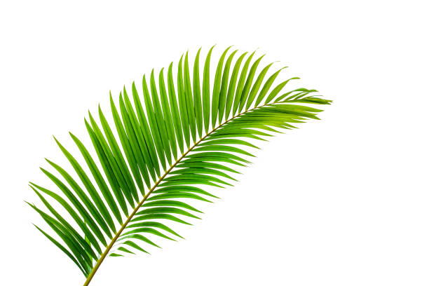 istock leaves of coconut isolated on white background for design elements 1220143577