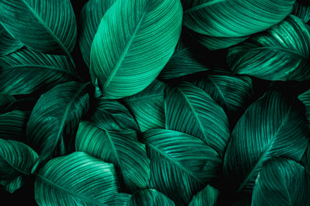 istock leaves of Spathiphyllum cannifolium background 1220143685
