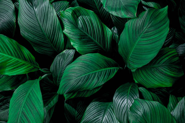 istock leaves of Spathiphyllum cannifolium background 1220143775
