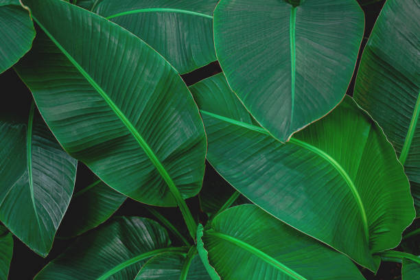 istock tropical banana leaf texture in garden 1220143830