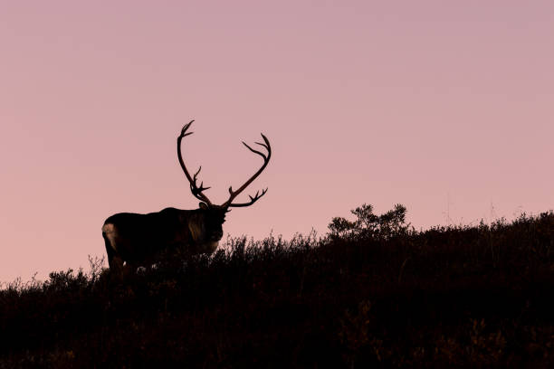 istock Barren Ground Caribou Bull at Sunrise 1220143924