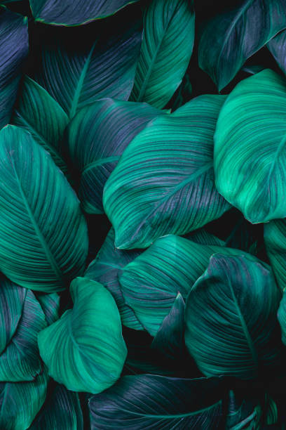 istock leaves of Spathiphyllum cannifolium background 1220143927