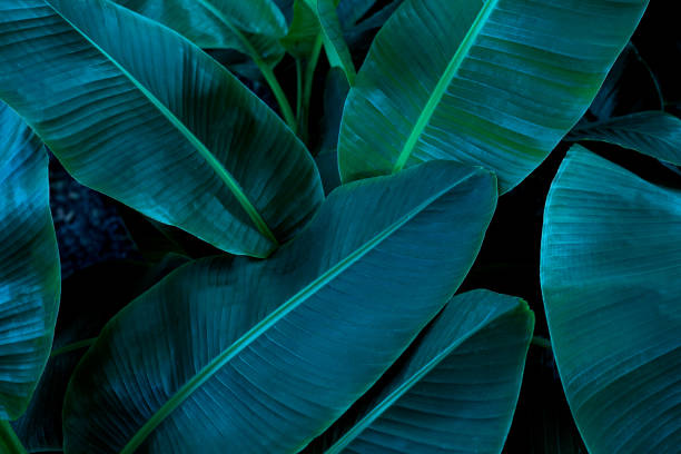 istock tropical banana leaf texture in garden 1220143971