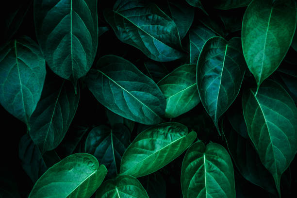 istock closeup nature view of green leaf texture, dark wallpaper concept 1220144021